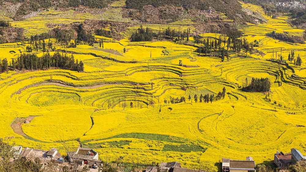 罗平油菜花旅游最佳观赏点，几月份去最好