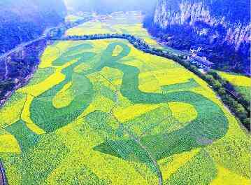 2018贵州最美油菜花去哪看