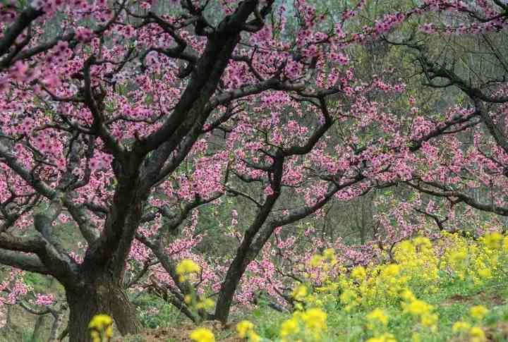 来贵州，不得不去的桃花观赏地