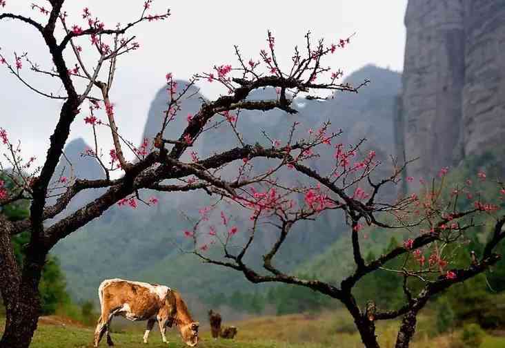 来贵州，不得不去的桃花观赏地