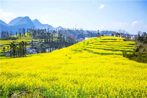 罗平油菜花什么时候最美？罗平油菜花观赏攻略来收藏