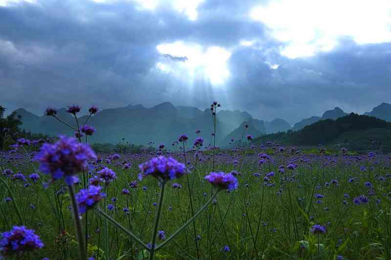 荔波四季花海之赏花攻略