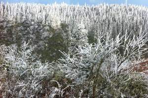 重庆到仙女山滑雪报价_重庆到仙女山滑雪价格_仙女山滑雪二日游