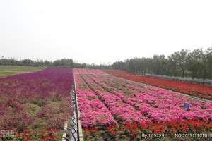 从化石门夏日幸福花海、水果任摘任食一天