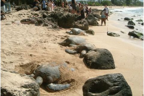 <大环岛1日游>夏威夷特色之旅（当地游）