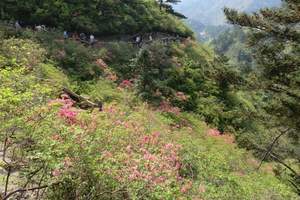 春游去云雾山要多少钱|云雾山一日游价格|云雾山看杜鹃花一日游