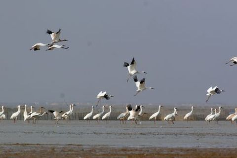 <鄱阳湖湿地公园-景德镇2日游>九江参团，特价产品